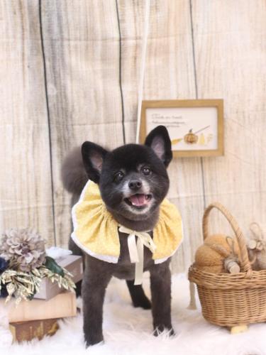 20241019チョビくん